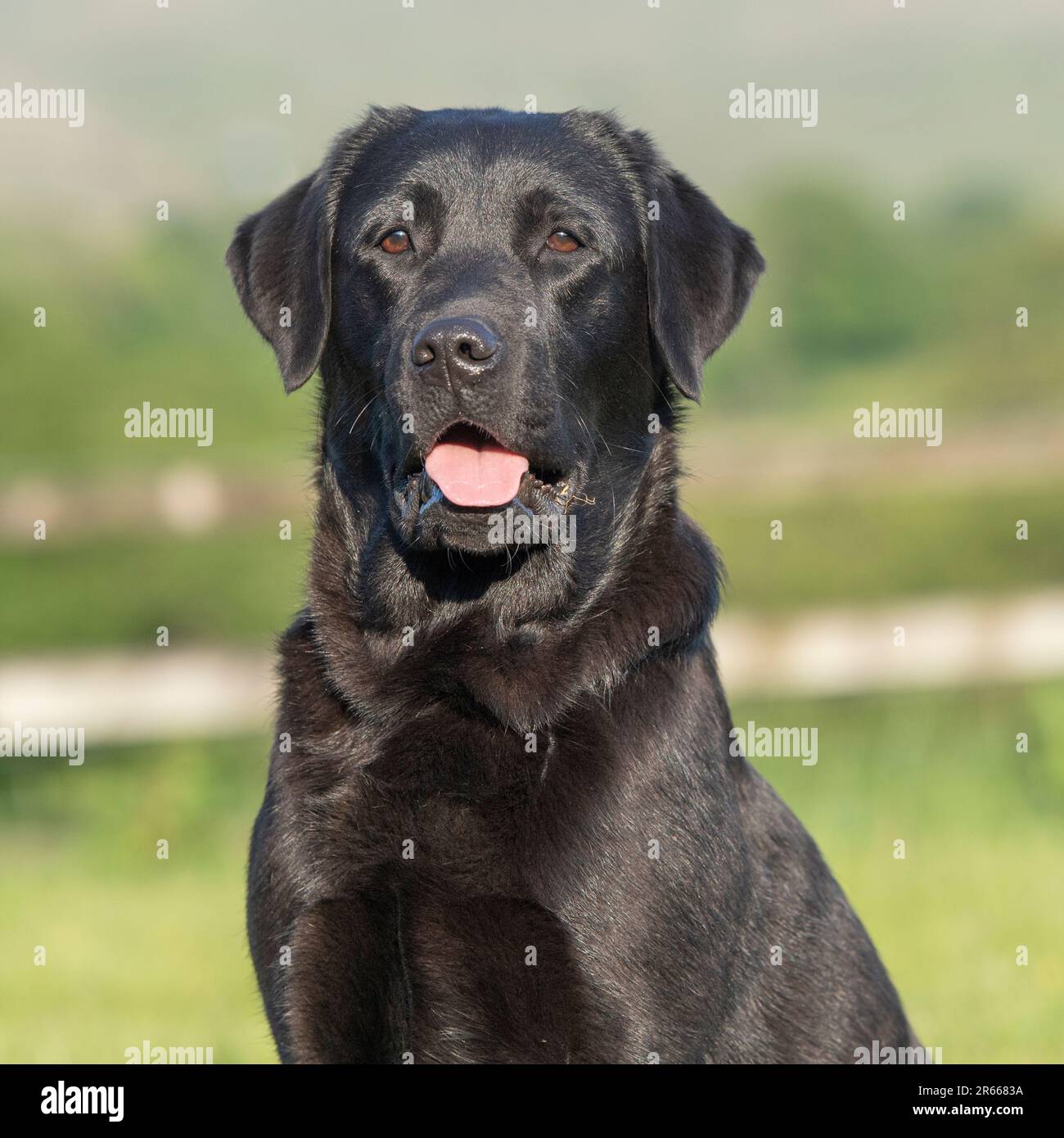 schwarzer Labrador retriever Stockfoto