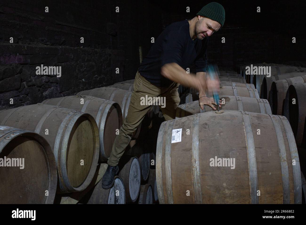 Entnahme einer Probe von schottischem Whisky aus einem Eichenfass mit einer langen Pipette zur Probenahme in der Arbikie Destillerie, Highlands, Schottland. Stockfoto