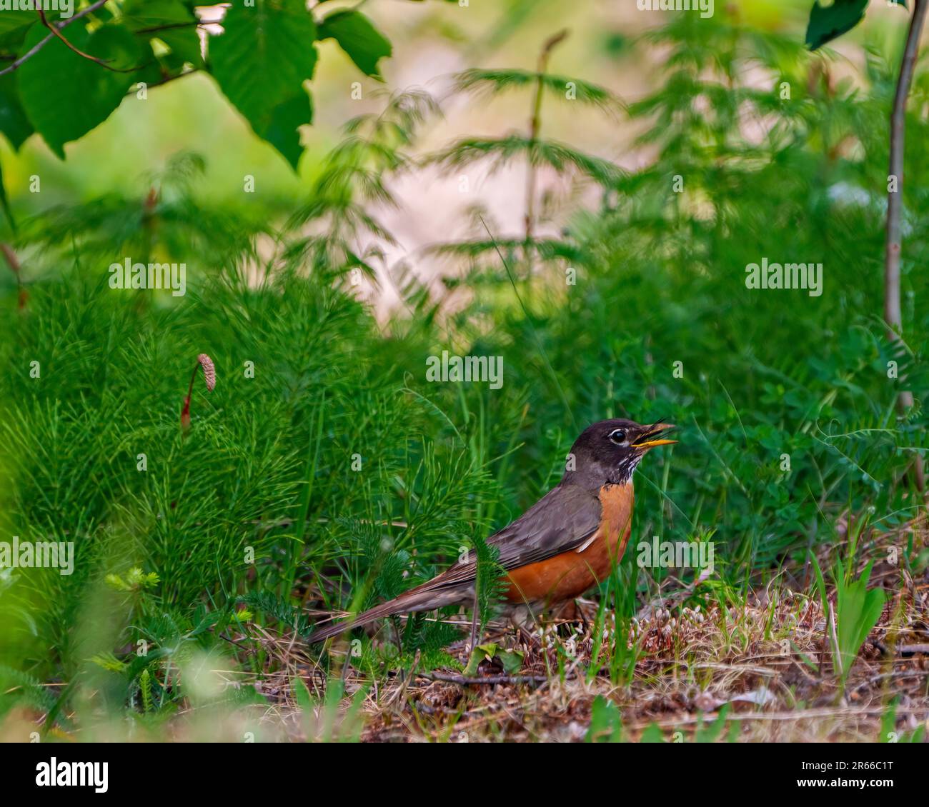 American Robin aus nächster Nähe, auf dem Boden stehend mit einer Libelle im Schnabel mit grünem Hintergrund in seiner Umgebung und Umgebung. Stockfoto