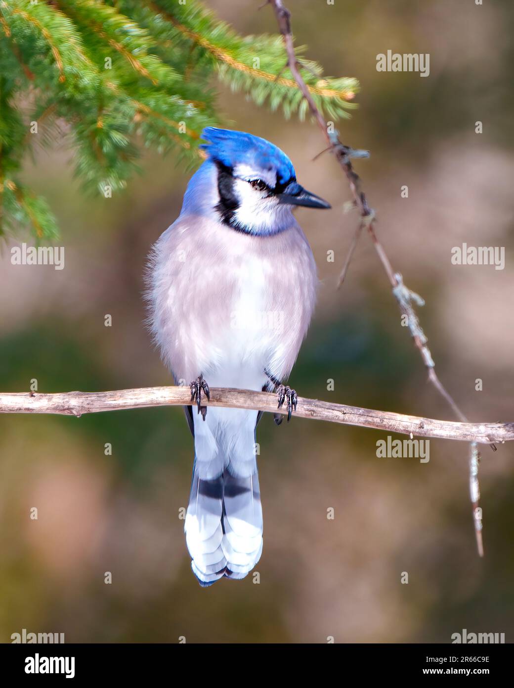 Blue Jay Bird Nahaufnahme Vorderansicht hoch oben auf einem Ast mit blauem Federkotelett mit verwischtem Waldhintergrund in seiner Umgebung Stockfoto