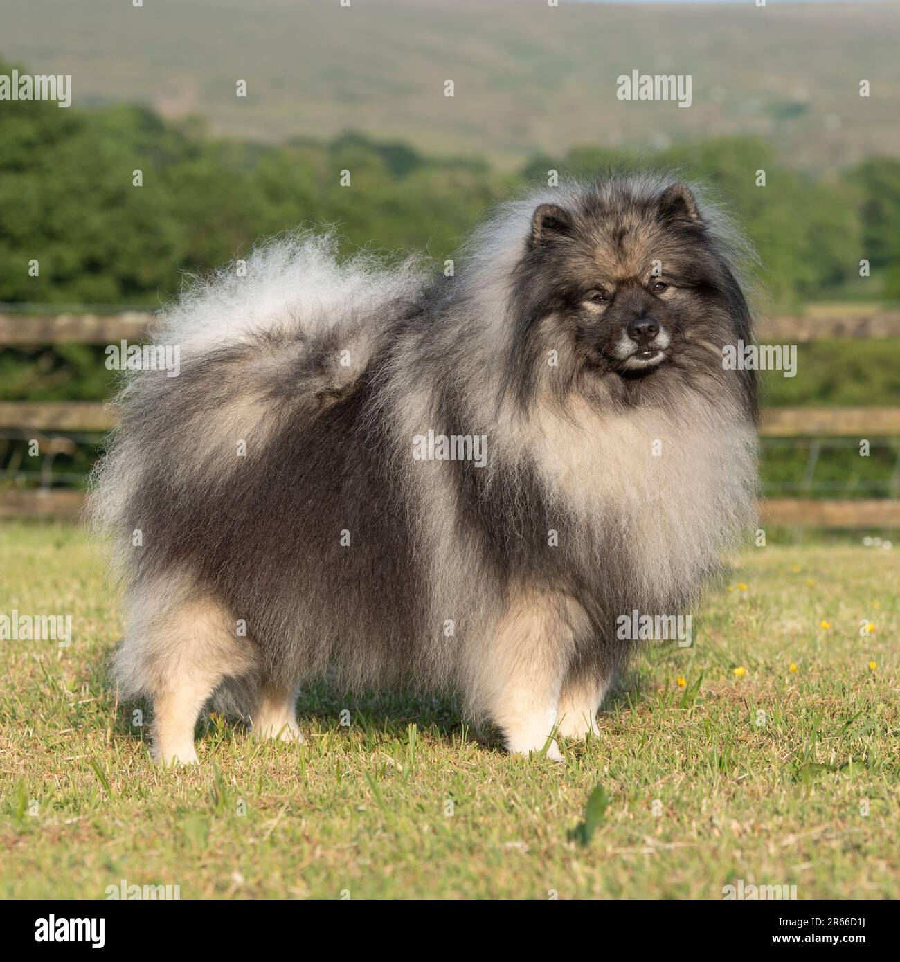 Keeshond Stockfoto