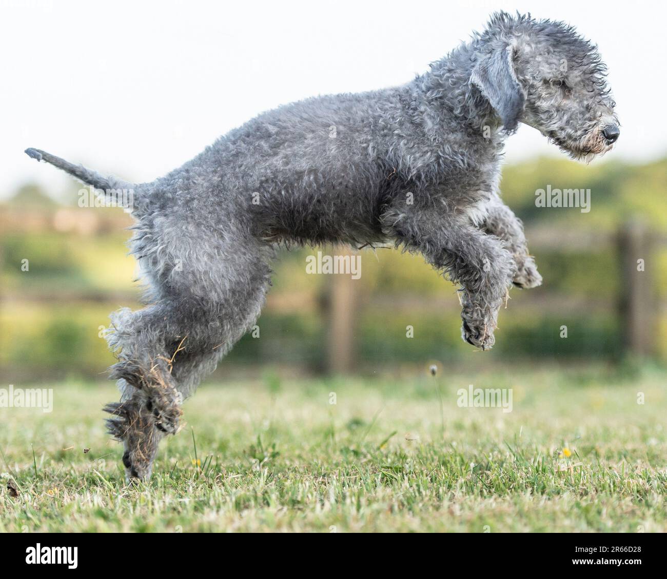 Der springende bedlington-Terrier Stockfoto