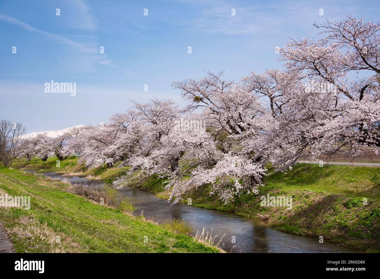 Der Chokai-Berg und die Kirschbäume in voller Blüte auf beiden Seiten des Mawatarikawa-Flusses Stockfoto