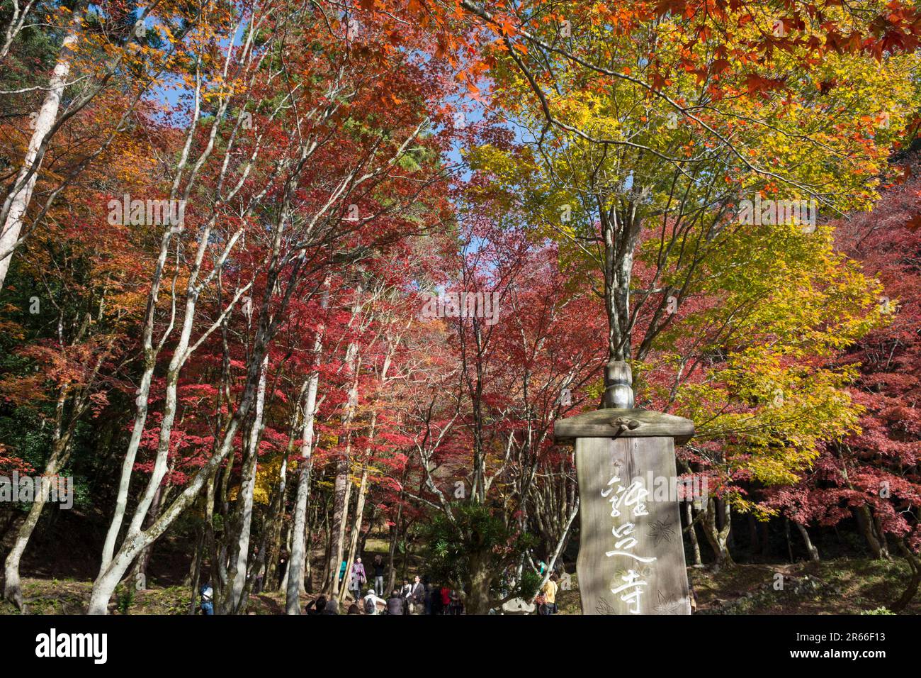 Herbstlaub am Chickenfoot Tempel Stockfoto