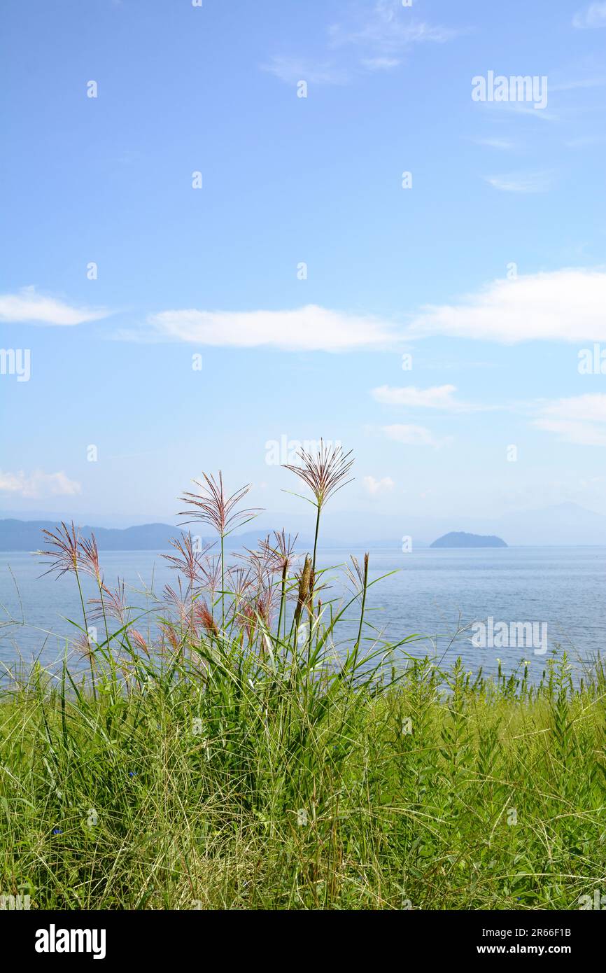 Lake Biwa, Chikubu Island und Silver Grass Stockfoto