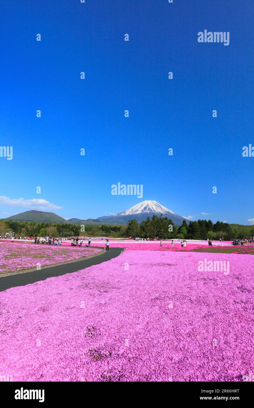 ShibaZakura am Mt. Fuji Motosuko Resort und Fuji Stockfotografie Alamy