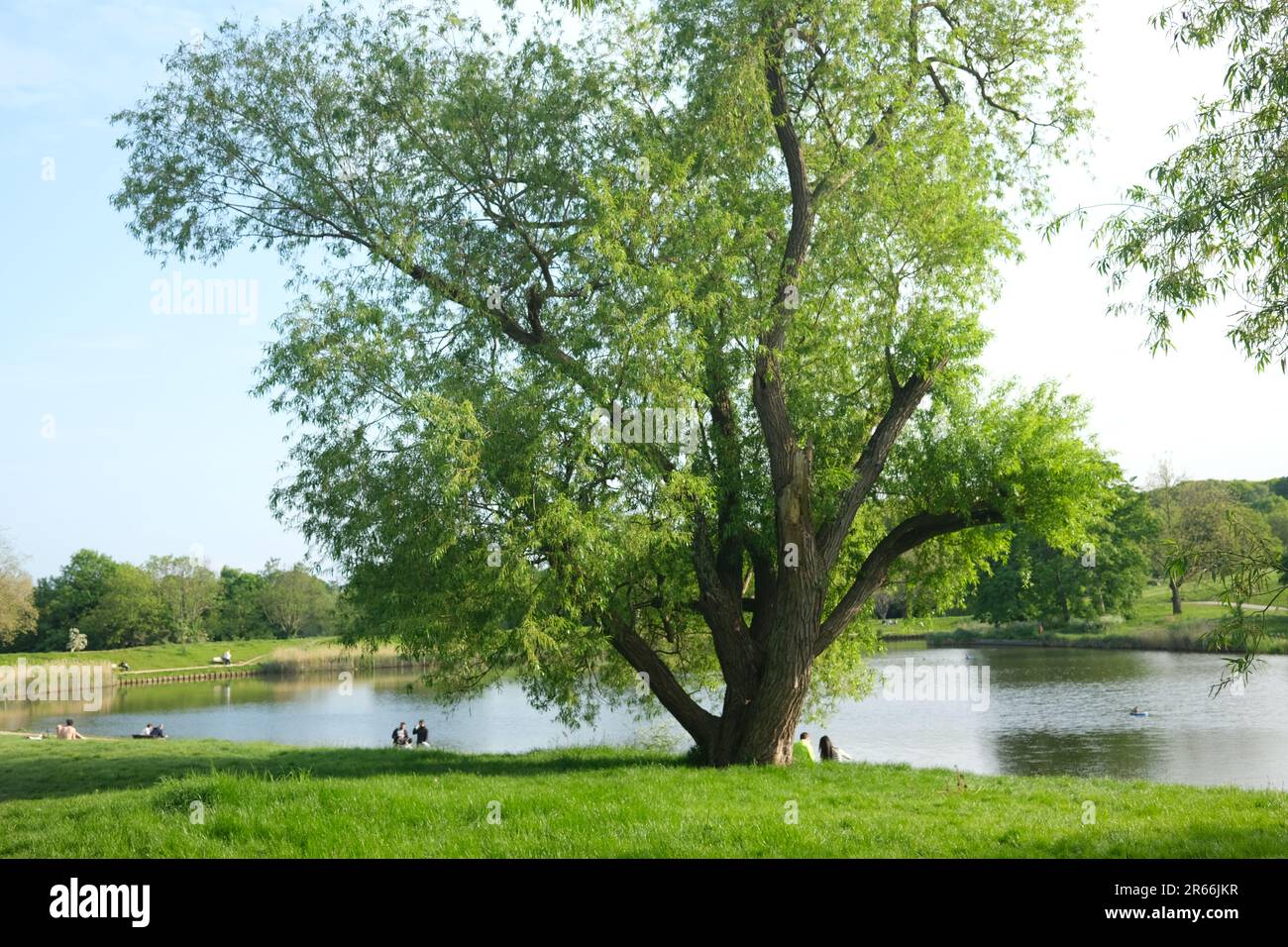 Ruhe und Ruhe an einem See an einem herrlichen Sommernachmittag in Hampstead Heath, Nord-London. "Dem Alltag entfliehen" war noch nie so wünschenswert Stockfoto