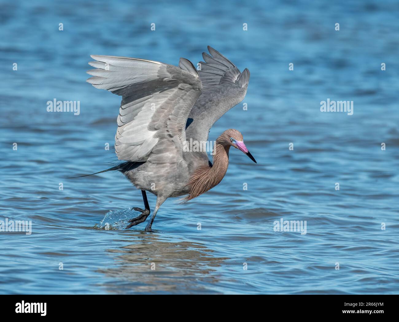 Ein wunderschöner rötlicher Egret sucht und jagt entlang der Küste von Texas. Stockfoto