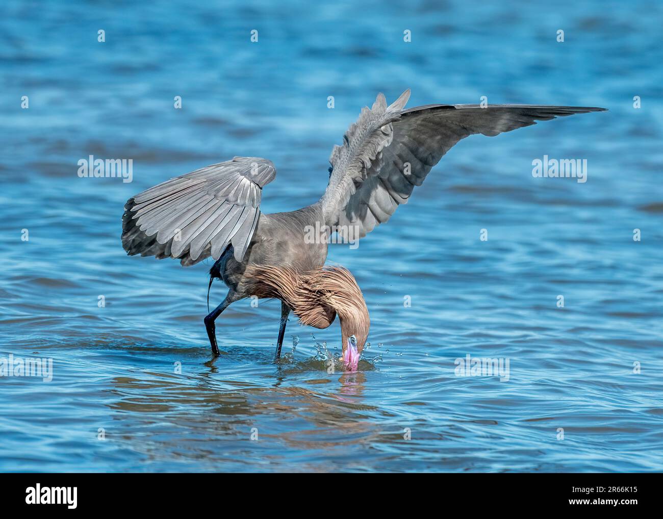 Ein wunderschöner rötlicher Egret sucht und jagt entlang der Küste von Texas. Stockfoto