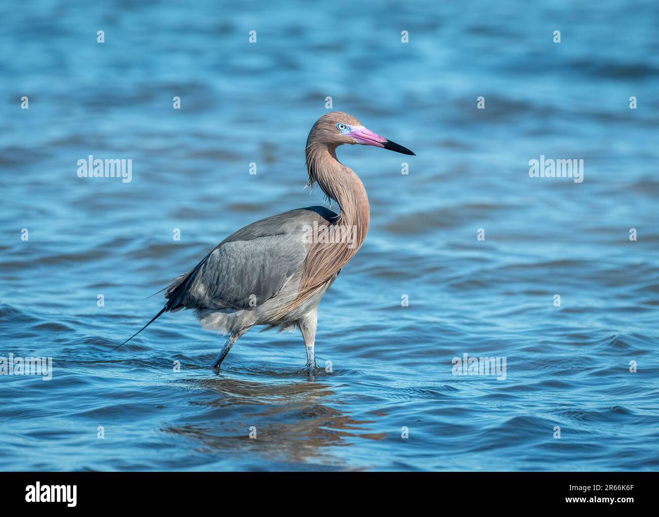 Ein wunderschöner rötlicher Egret sucht und jagt entlang der Küste von Texas. Stockfoto
