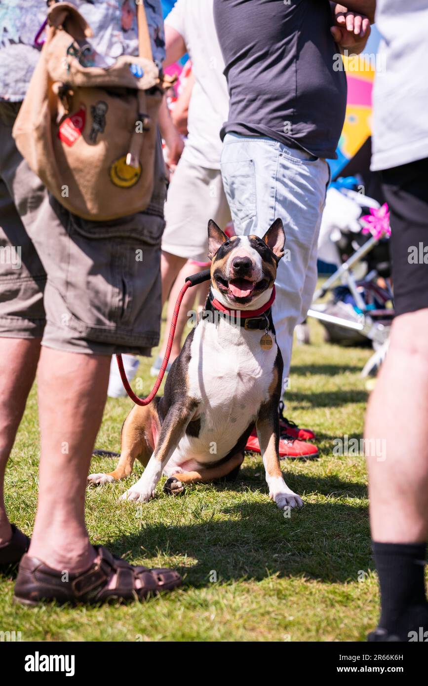 Menschen stehen auf einer Country-Sommershow in Shoreham, West Sussex, England, um einen großen Hund herum Stockfoto