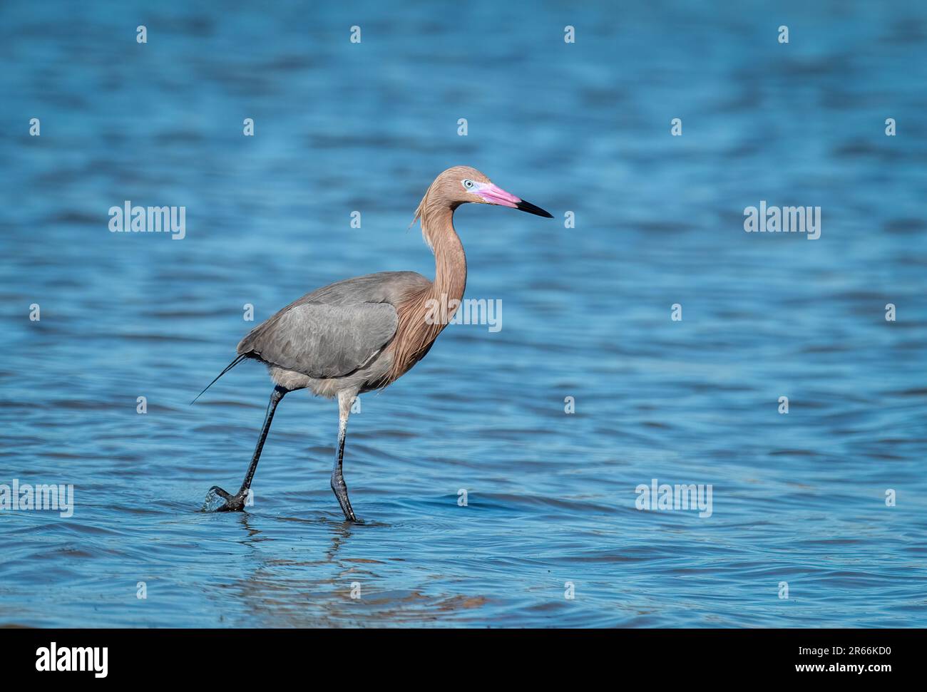 Ein wunderschöner rötlicher Egret sucht und jagt entlang der Küste von Texas. Stockfoto