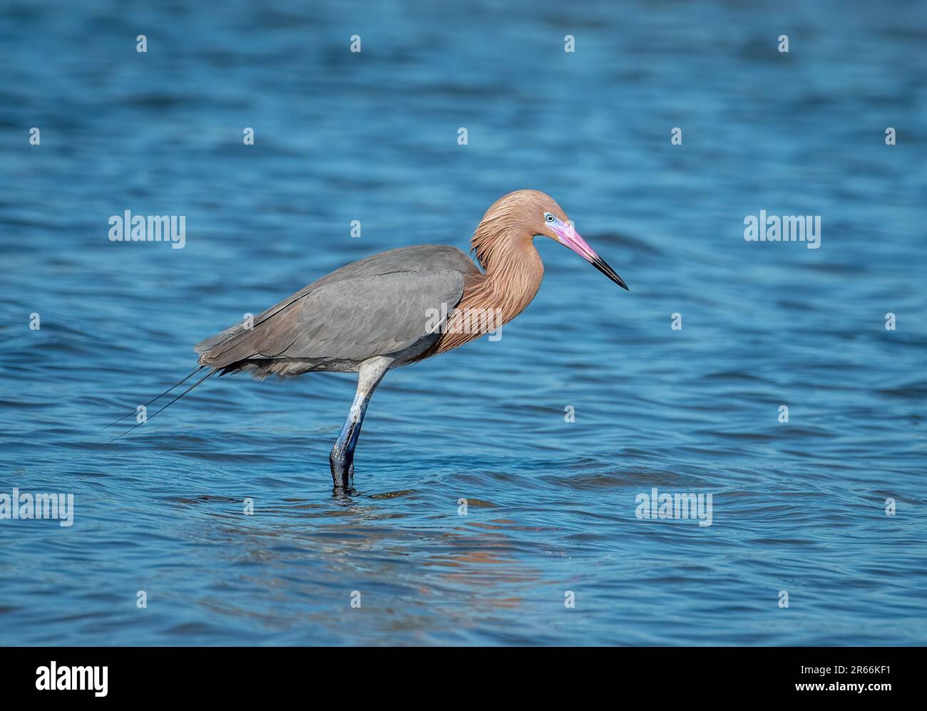 Ein wunderschöner rötlicher Egret sucht und jagt entlang der Küste von Texas. Stockfoto