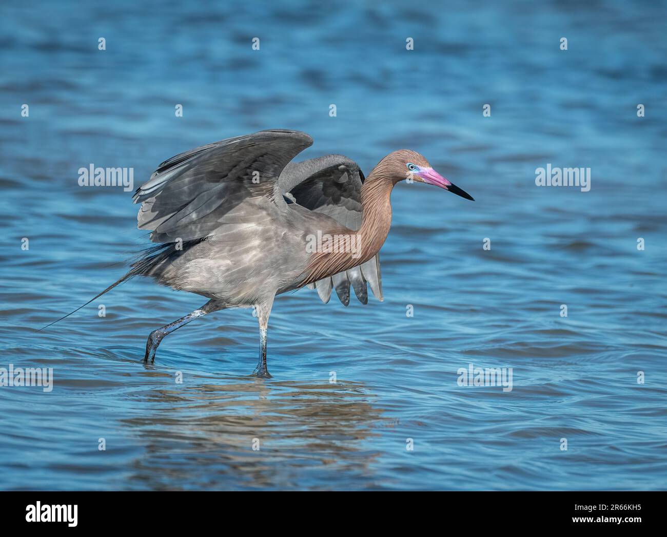 Ein wunderschöner rötlicher Egret sucht und jagt entlang der Küste von Texas. Stockfoto