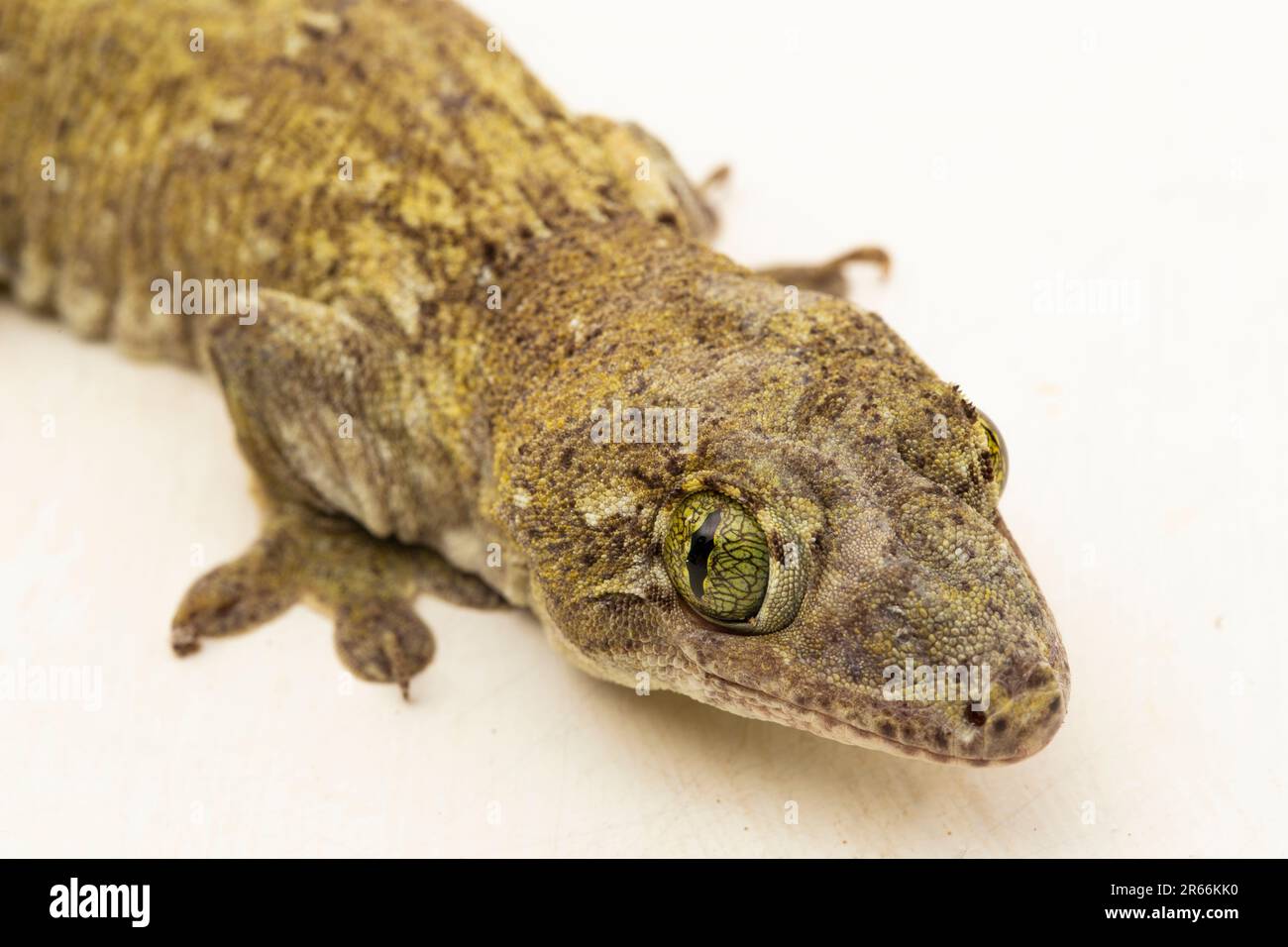 Die Halmahera Giant Gecko (Gehyra marginata) Ternate dtella isoliert auf weißem Hintergrund Stockfoto
