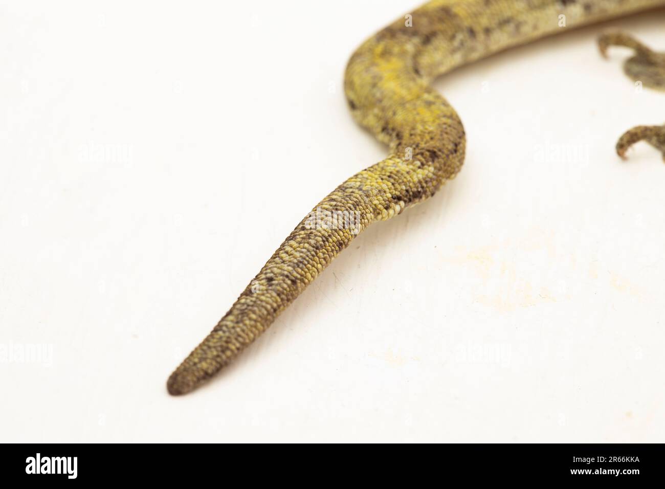 Die Halmahera Giant Gecko (Gehyra marginata) Ternate dtella isoliert auf weißem Hintergrund Stockfoto