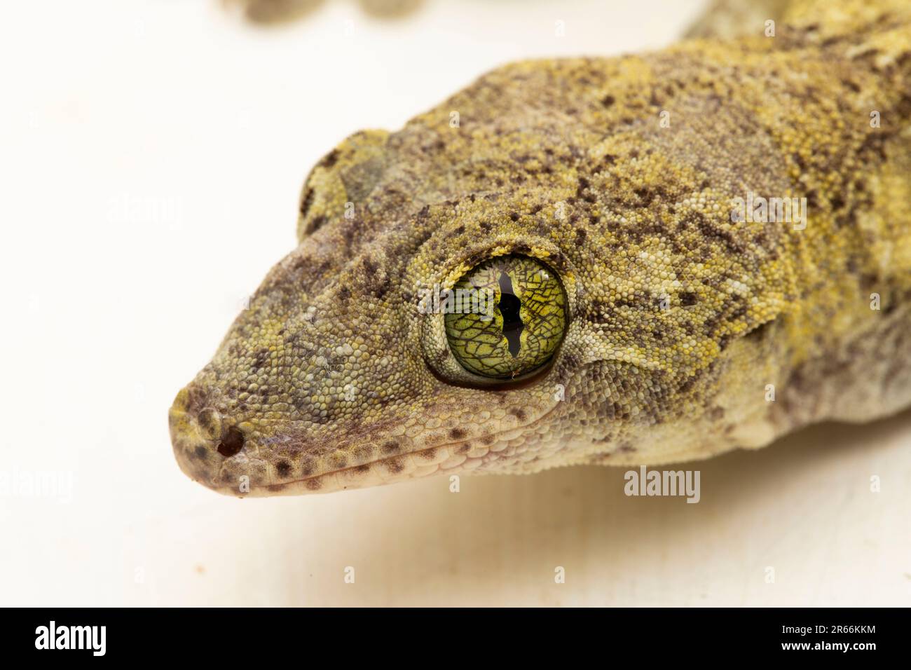 Die Halmahera Giant Gecko (Gehyra marginata) Ternate dtella isoliert auf weißem Hintergrund Stockfoto