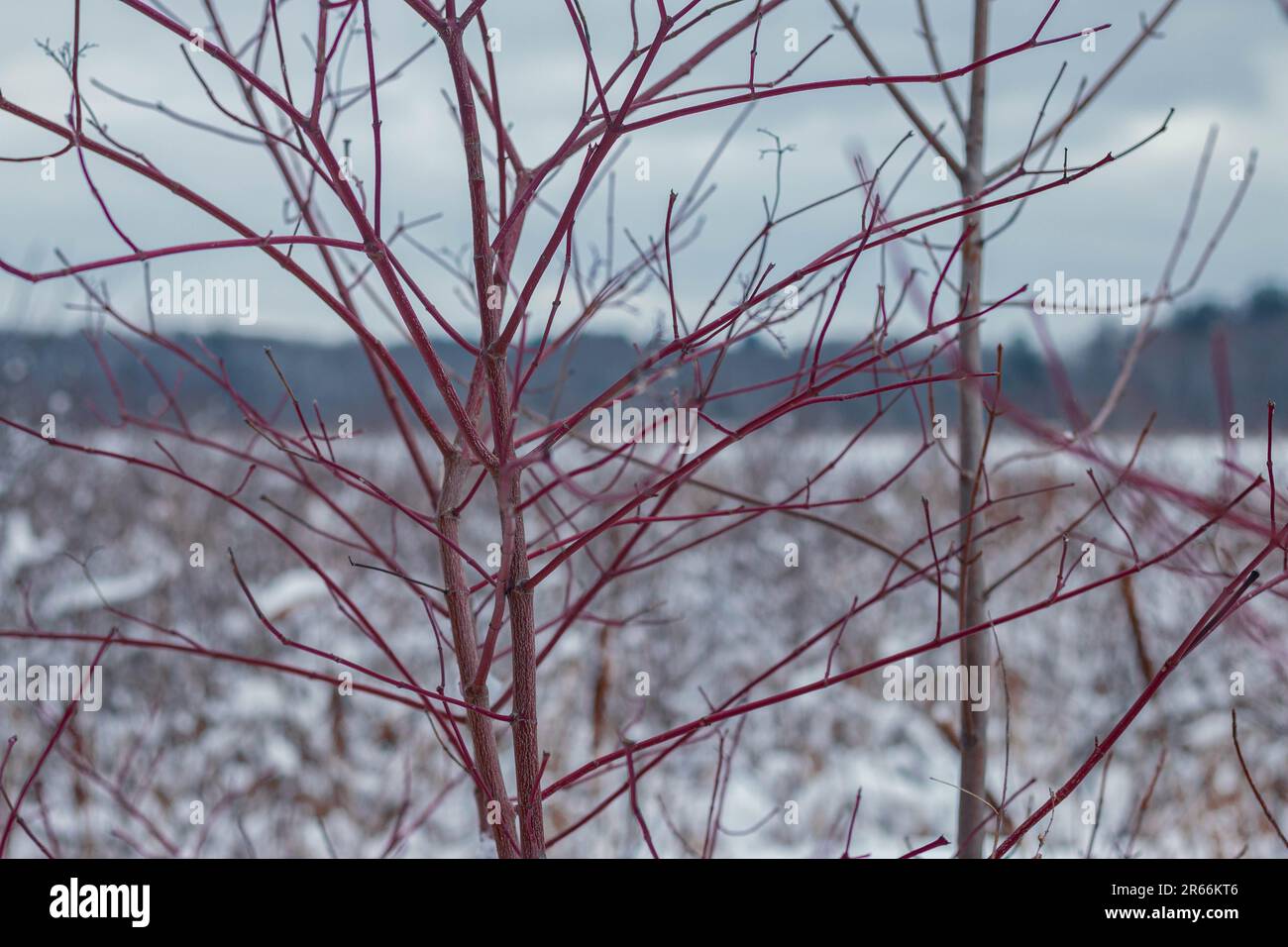 Wanderwege im Great Meadows Wildlife Preserve im Winter, Concord, Massachusetts Stockfoto