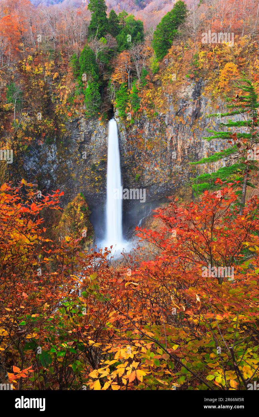 Shirasui Wasserfall und Herbstblätter Stockfoto