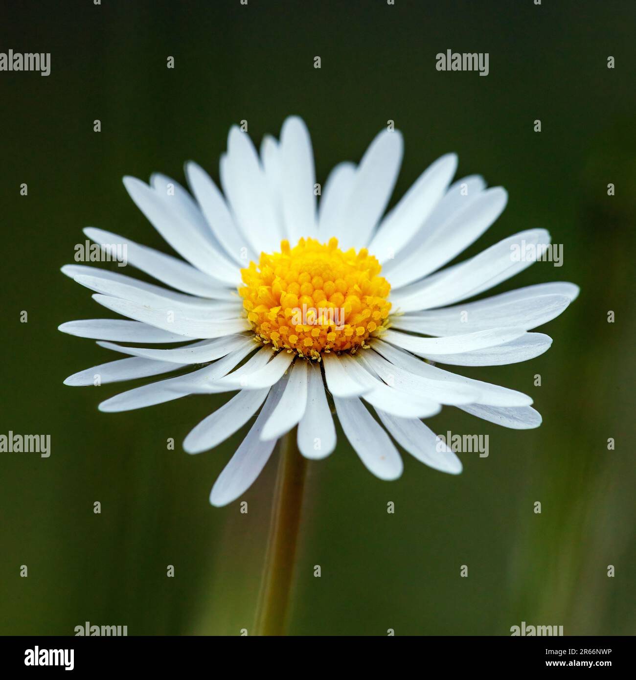 Eine Gänseblümchen auf einer Wiese Stockfoto