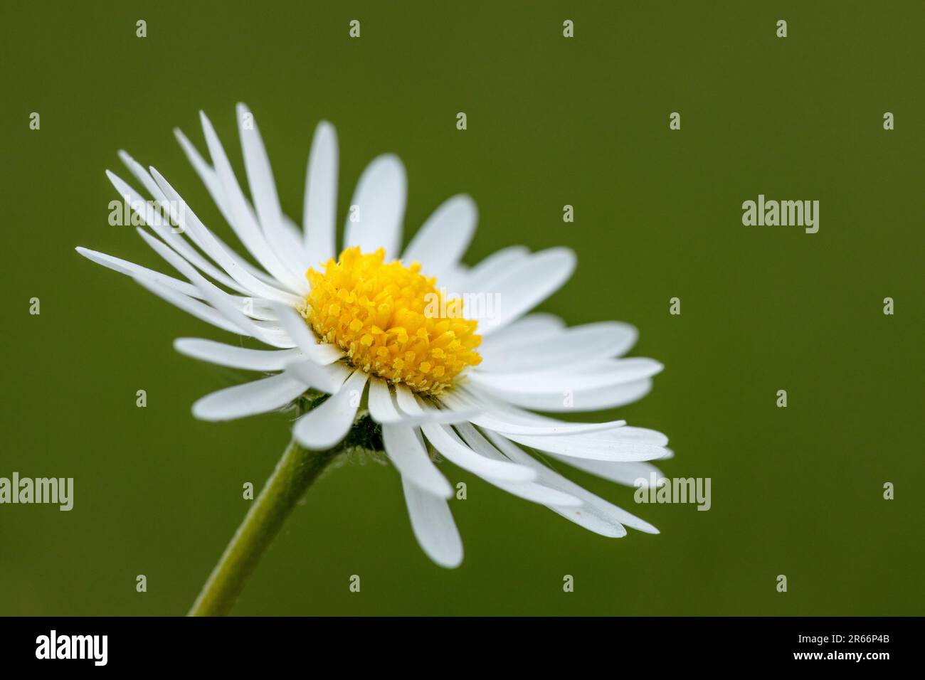 Eine Gänseblümchen auf einer Wiese Stockfoto
