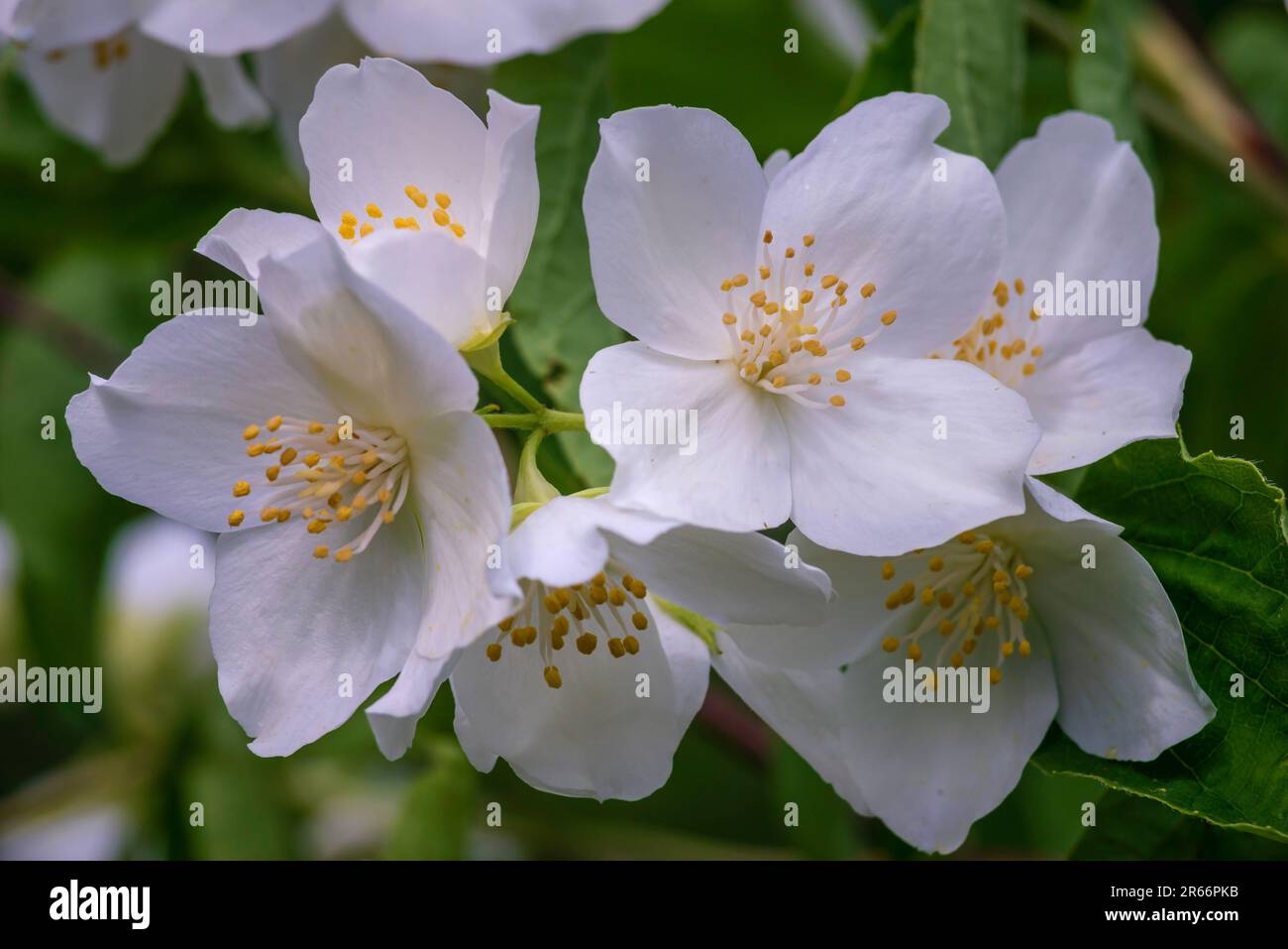 Jasminblüten, selektiver Fokus Weiße Blüten in einer GARTENPFLANZE wunderschön frischer Sommerabend Busch KOPIERRAUM Stockfoto