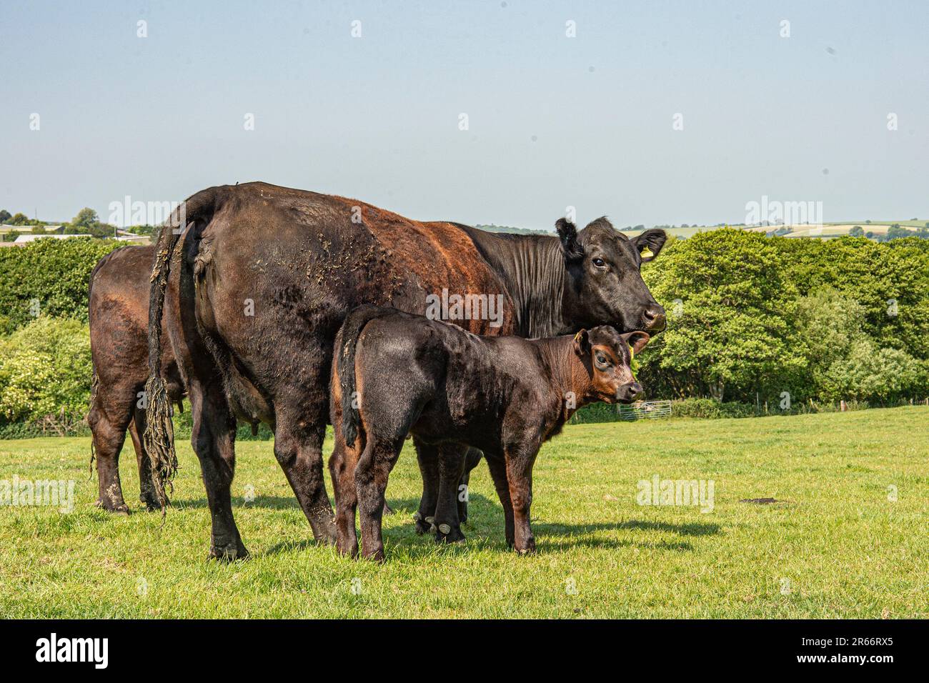 Aberdeen angus Kuh und Kalb Stockfoto