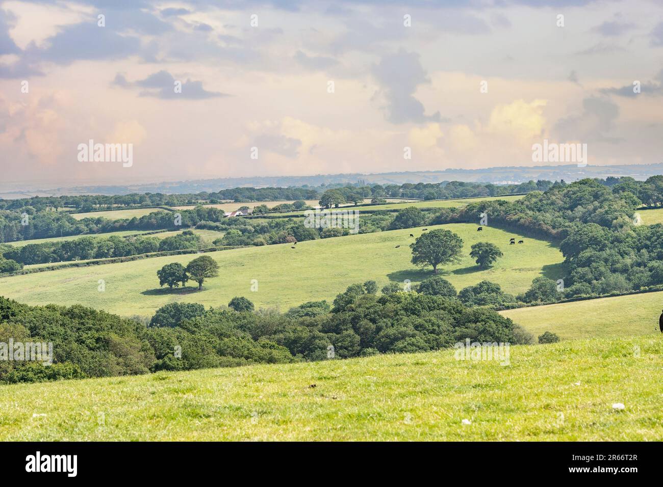 Rollende Weide in Devon Stockfoto
