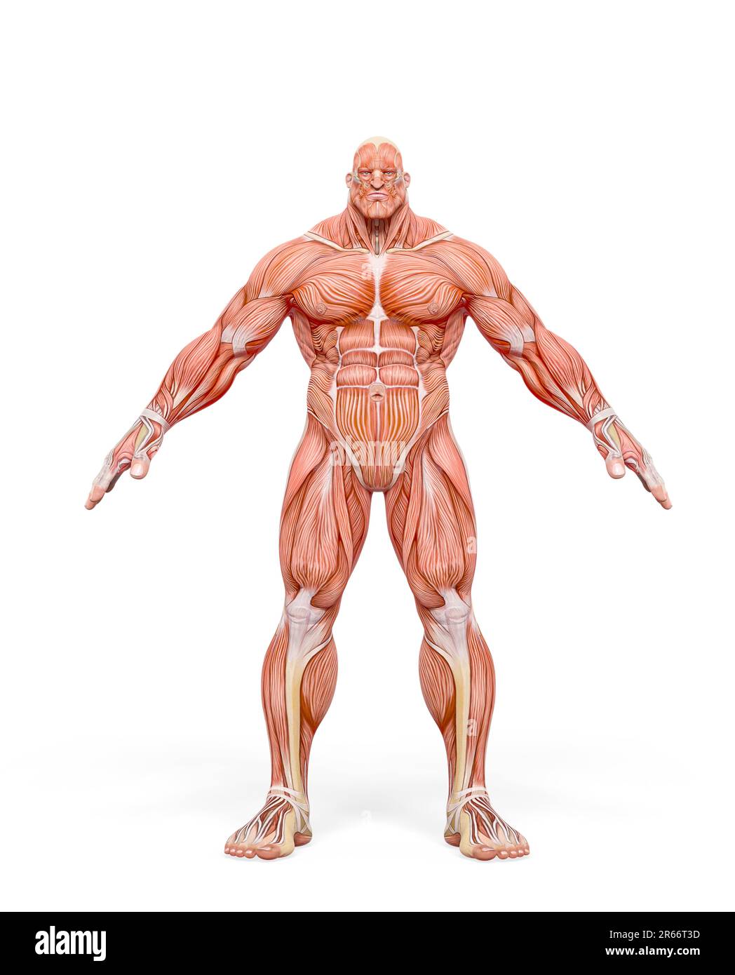 Muskelkarten für Aufbauhersteller auf weißem Hintergrund, 3D-Abbildung Stockfoto