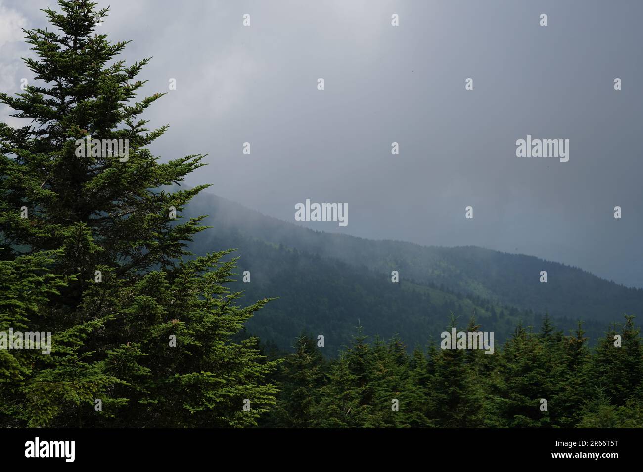 Mount Mitchell in North Carolina, USA. Stockfoto