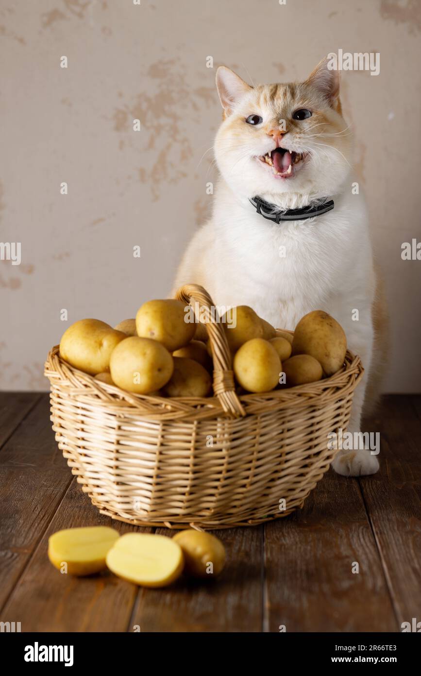 Eine fette, schöne, fette Katze miaut empört an einem Kartoffelkorb. Holztisch, beiger Hintergrund Stockfoto