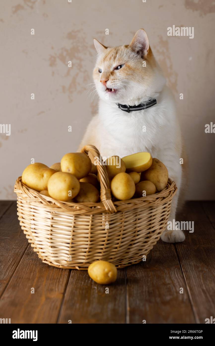 Eine weiße, fette, schöne Katze miaut und runzelt. Kartoffelkorb, Holztisch, beiger Hintergrund Stockfoto