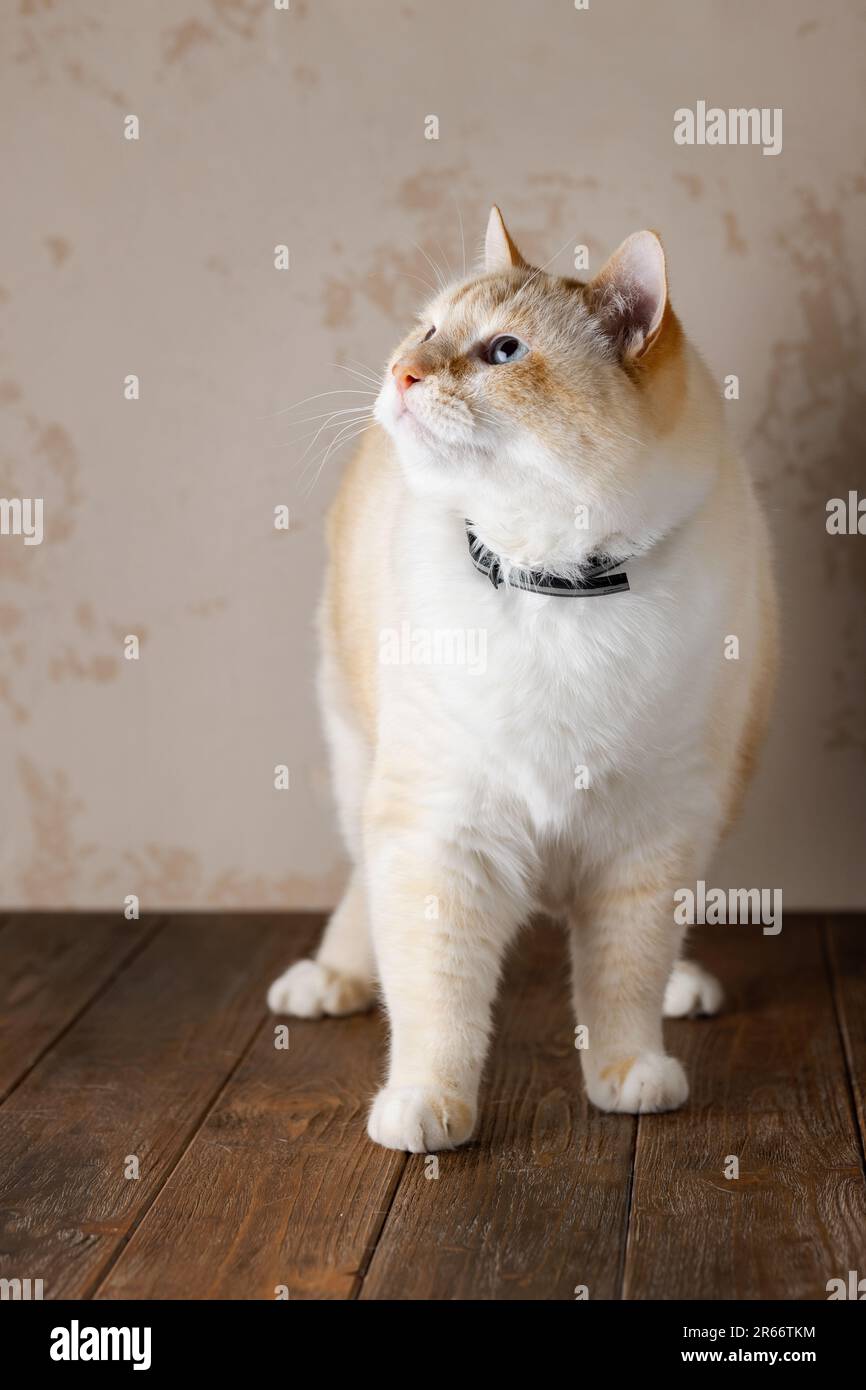 Gut gefütterte, wunderschöne weiße und rote Katze auf einem braunen Holztisch mit Blick nach oben und zur Seite Stockfoto