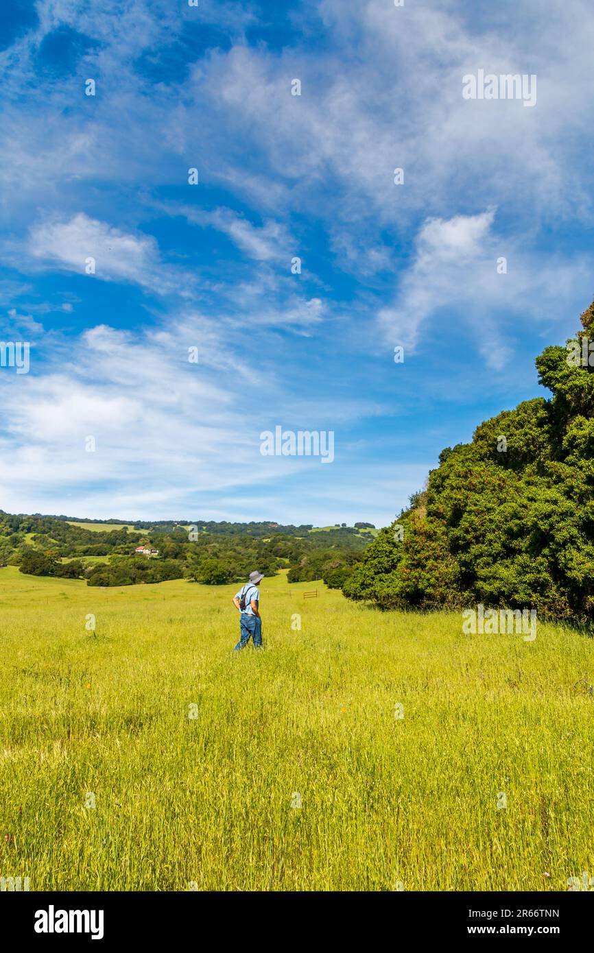 Eine entfernte Person mit Hut, Rucksack und blauem Hemd geht auf einem Feld mit gelbem grünen, hohen Gras davon. Eichen sind rechts und in der Ferne Stockfoto