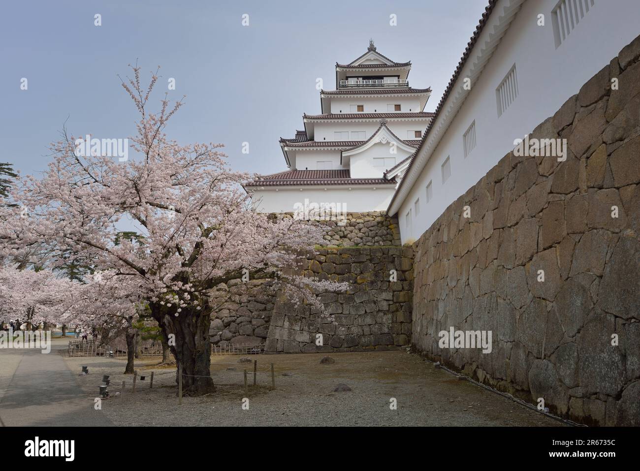 Schloss Aizuwakamatsu und Kirschblüten Stockfoto