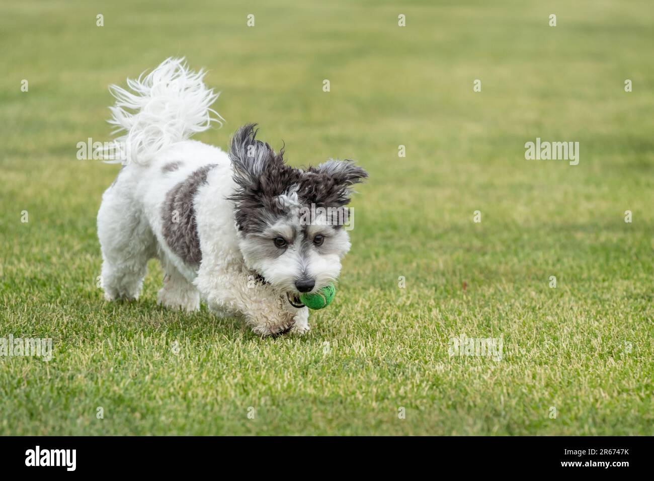 Schwarz-Weiß-Havaneser Welpe mit Ohren flatternden Spielen mit grünem Ball Stockfoto