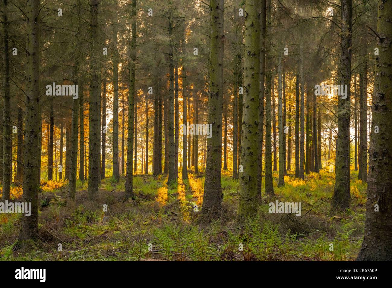 Der Wald unter dem Leuchtfeuer über Penrith Cumbria bei Sonnenuntergang Stockfoto