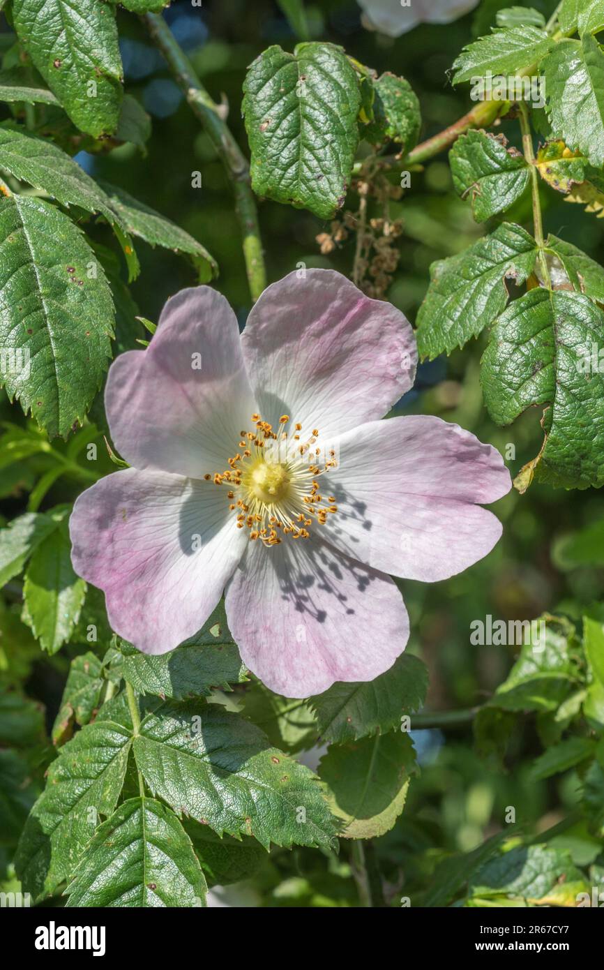 Nahaufnahme der sonnenbeleuchteten Blume des Hundes Rose/Rosa canina agg. Wächst in Hecke. Eine gebräuchliche britische Unkrautdrose wurde als Heilpflanze für pflanzliche Heilmittel verwendet. Stockfoto