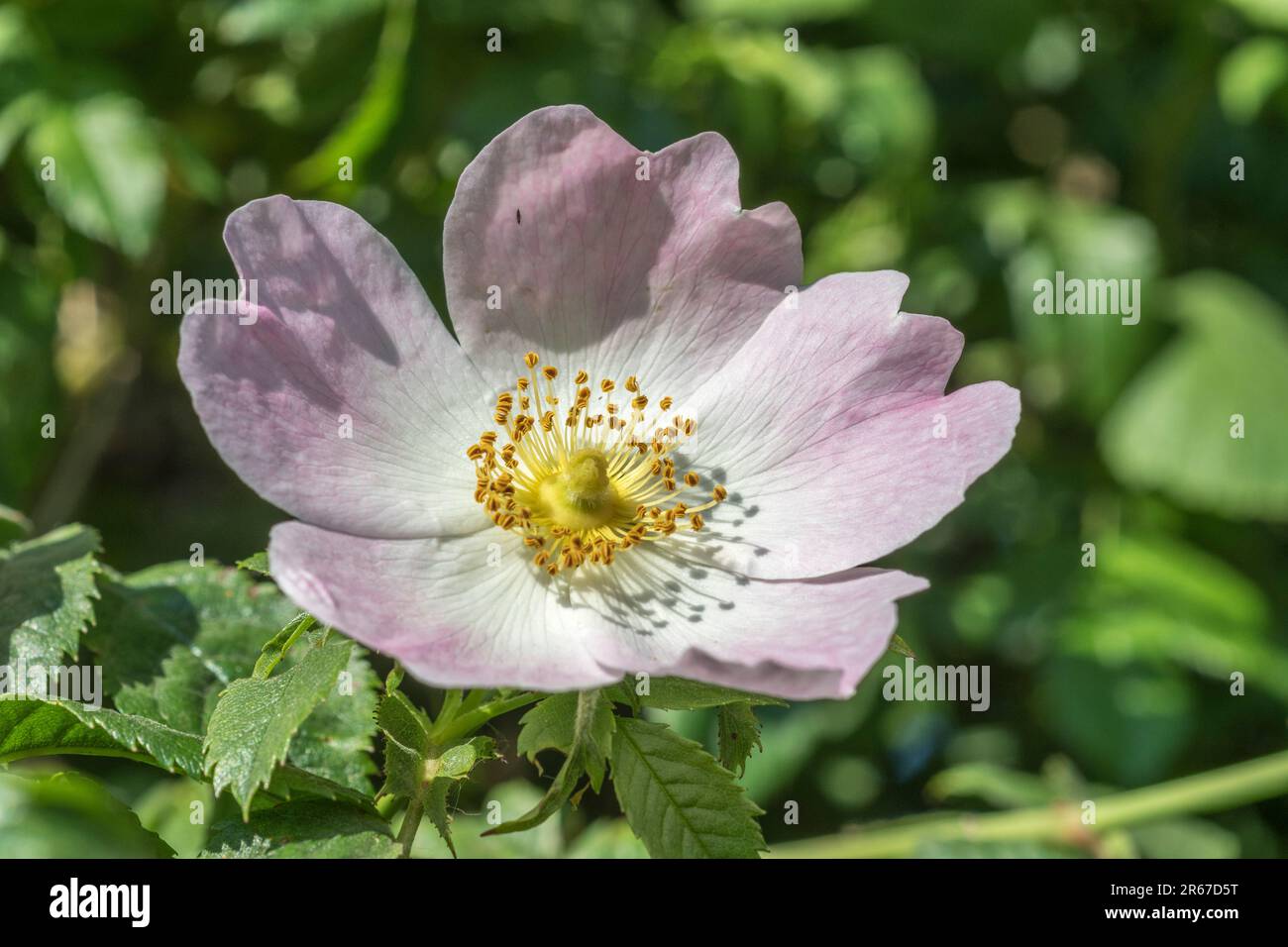 Nahaufnahme der sonnenbeleuchteten Blume des Hundes Rose/Rosa canina agg. Wächst in Hecke. Eine gebräuchliche britische Unkrautdrose wurde als Heilpflanze für pflanzliche Heilmittel verwendet. Stockfoto