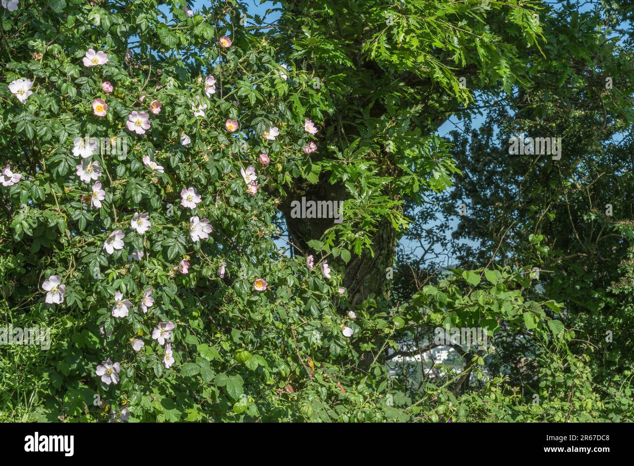 Rosa Canina agg. Sie wachsen in kornischer Hecke. Common UK Unkraut Hunderose wurde als Heilpflanze für pflanzliche Heilmittel verwendet. Stockfoto