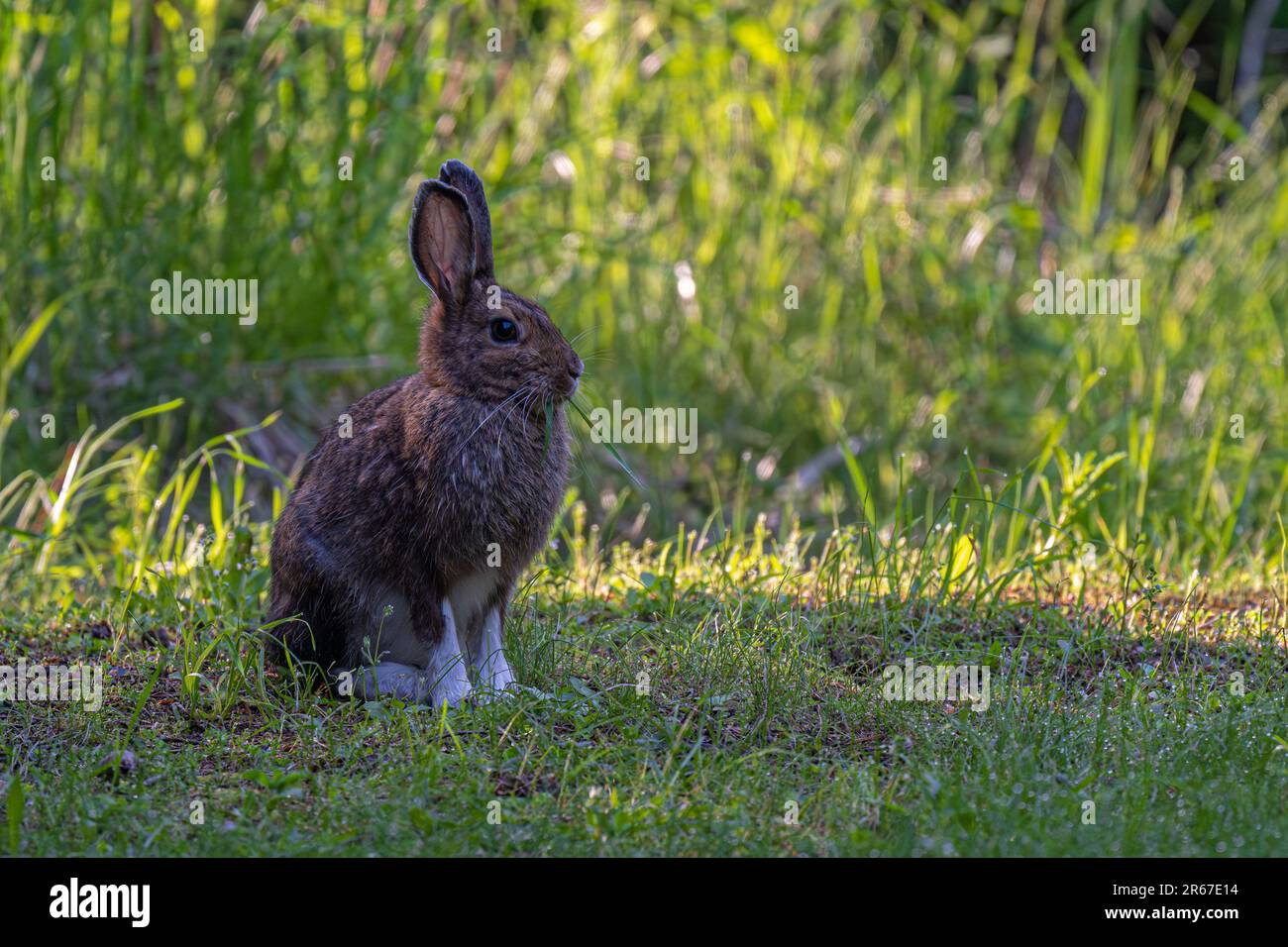 Schneeschuhhhasen (Lepus americanus) im späten Frühling Stockfoto