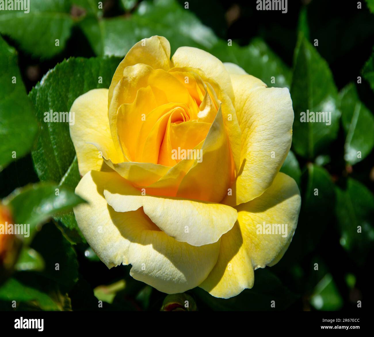 Eine hellgelbe Happy Go Lucky Rose an einem sonnigen Frühlingsmorgen. Stockfoto