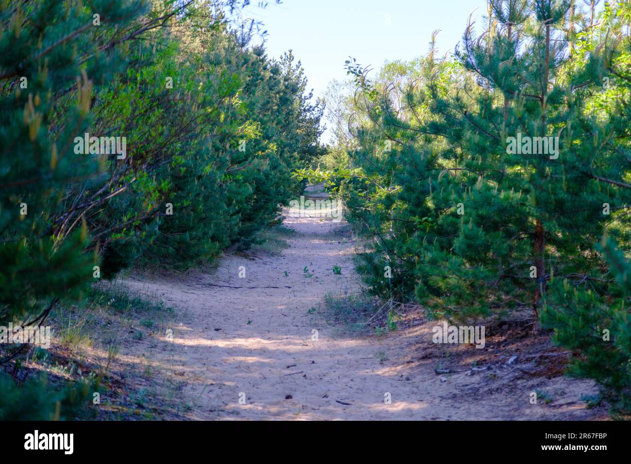 Ein sandiger Pfad zwischen niedrigen Kiefern. Niedrige Kiefern an der estnischen Küste. Stockfoto