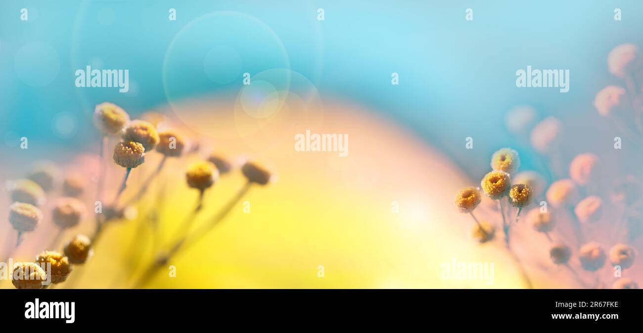 Wunderschöner, weicher Frühlingshintergrund. Unscharfer natürlicher Hintergrund. Zarter natürlicher Hintergrund in Pastellfarben. Gelbe Blumen, Kopierraum. Abstrakte Unschärfe Stockfoto