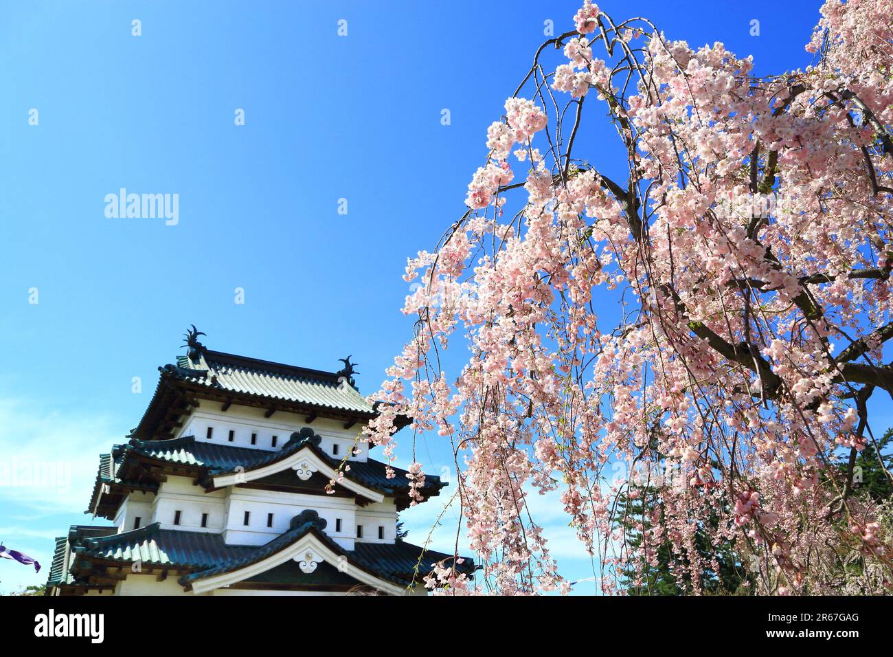 Burg Hirosakijo und Kirschbäume Stockfoto