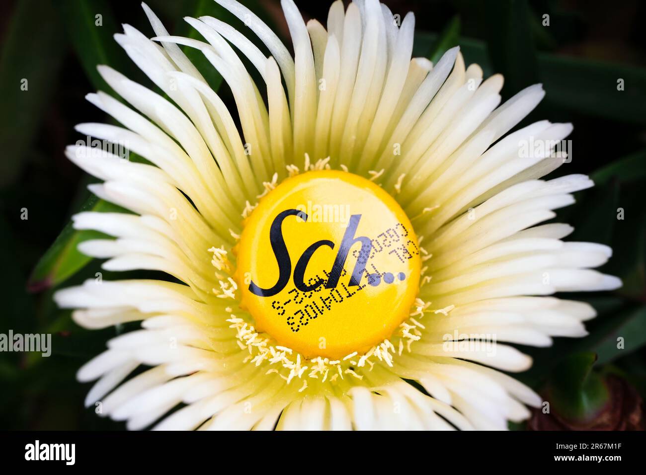 Istanbul, Türkei - 3. Juni 2023: Kreatives Bild einer gelben Schweppes-Kronenmütze in der Mitte einer gelben Blume. Stockfoto