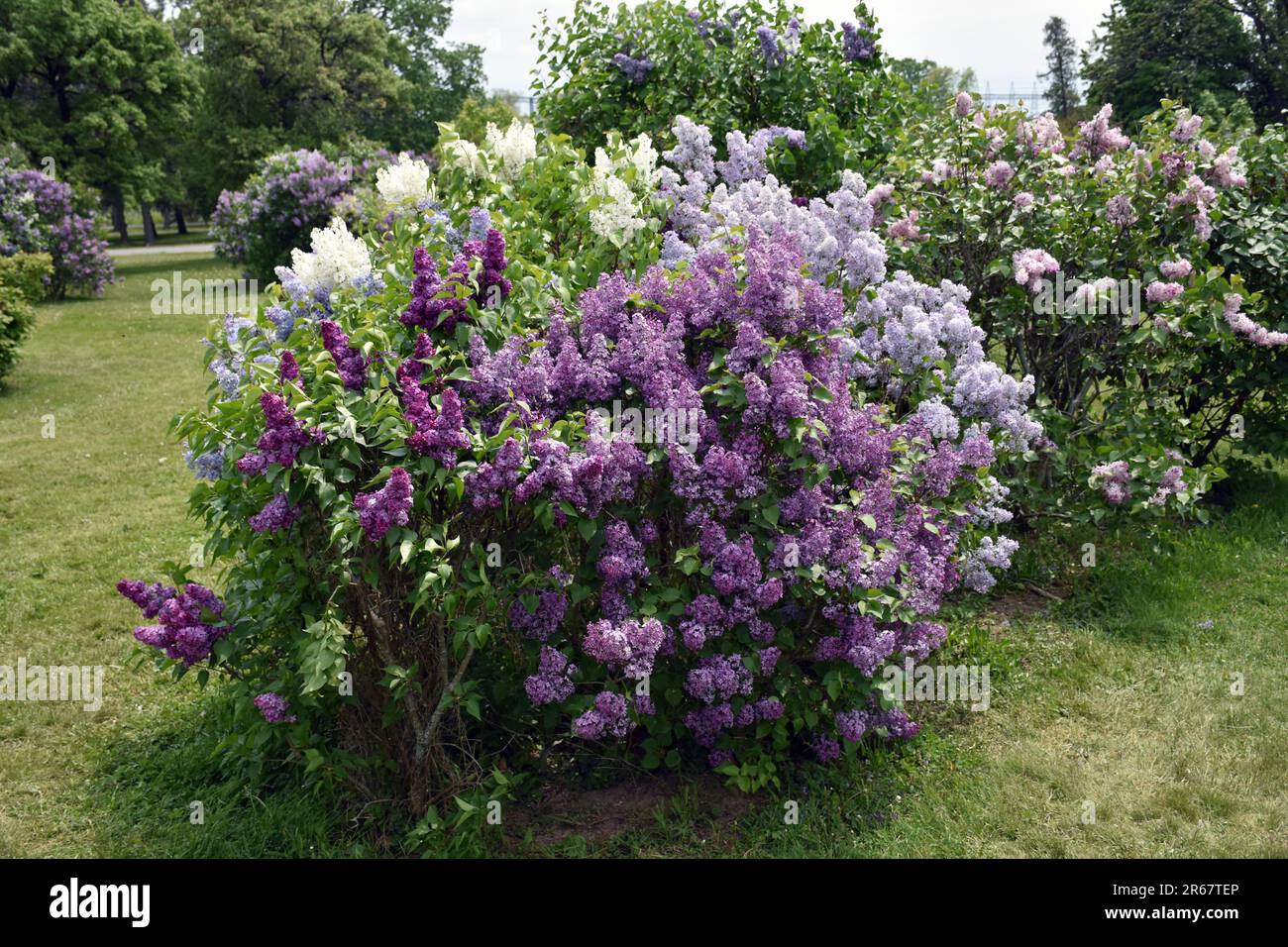 Mehrfarbige Flieder wachsen zusammen im Centennial Lilac Garden in Niagara Falls, Ontario. Stockfoto