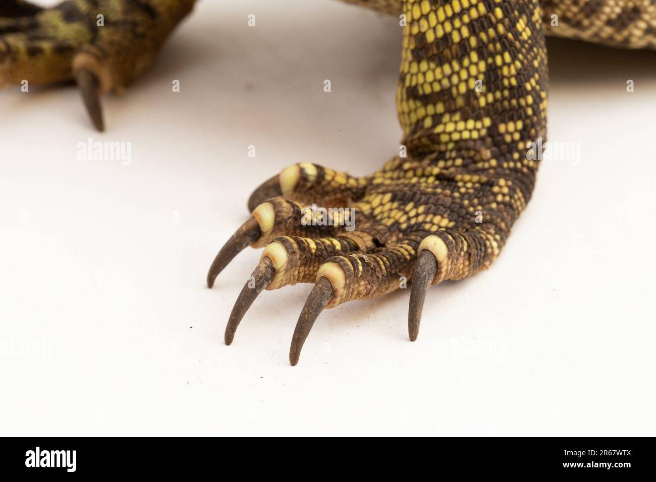 Der Monitor mit gelbem Fleck oder New Guinea Argus überwachen Varanus panoptes horni isoliert auf weißem Hintergrund Stockfoto