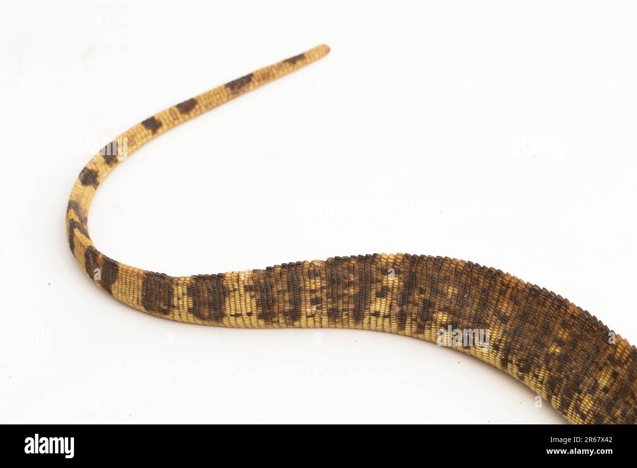 Der Monitor mit gelbem Fleck oder New Guinea Argus überwachen Varanus panoptes horni isoliert auf weißem Hintergrund Stockfoto