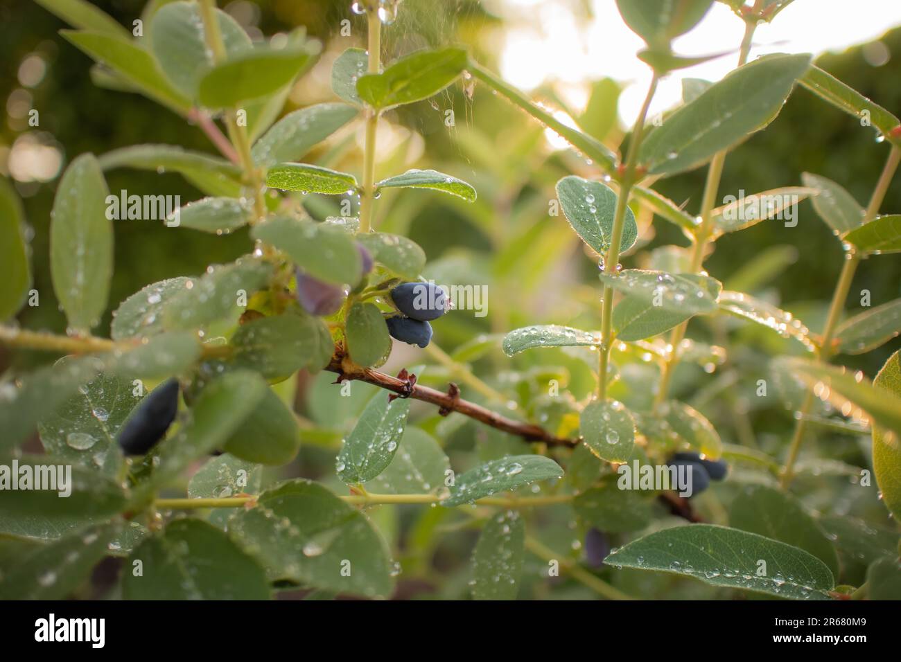 European Blueberry Shrub mit essbaren Früchten draußen. Vaccinium Myrtillus mit Wassertropfen auf grünen Blättern während der Frühlingssaison im Garten. Stockfoto